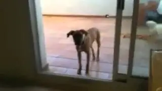 Rebelion Canina