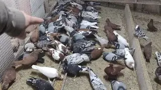 Голуби Вардана и Унана 