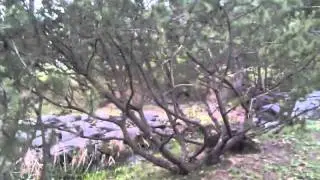 Croak-croak (Ква-ква)
