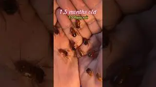 Quá trình phát triển của loài gián như thế nào ? Nhớ xem hết clip
