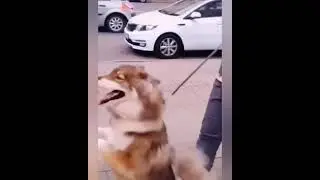 заяц Level 100500