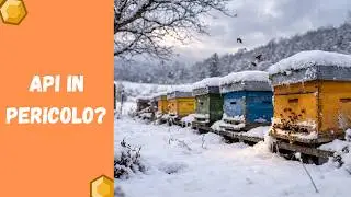 Are bees in danger in the cold? What to do immediately in the hives.