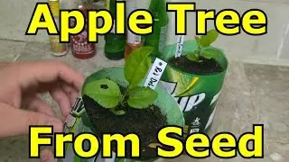How to Grow an Apple Tree from Seed