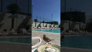 Воробей воришка