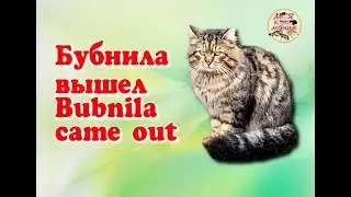 Бубнила вышел. Bubnila came out. Archive video 16.01.2022.