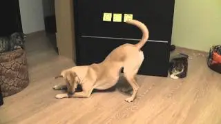 Dog and Laser (Собака и Лазер)