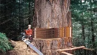Biggest Trees Cutting Skills ChainSaw Operator Experience