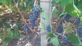 Вызревание гроздей винограда, как ускорить