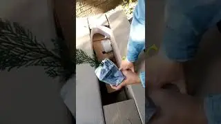 Отзыв Агромаркет (Відгук) туя Смарагд, ялівець козацький, кипарисовик, барбарис, Полуниця "Альба"