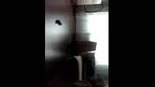 Игрушка