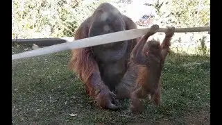 Orangutan toddler hitting her dad