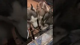 Food Aggression and what to do about it. 🐺 #shorts#foodaggression#husky#huskies
