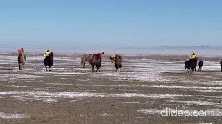 Camel polo tournament in Mongolia
