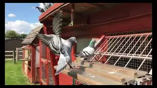 Racing Pigeons - Young Birds Trapping 2021