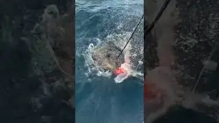 Pria ini mendapatkan monster di laut #mancing #mancingmania