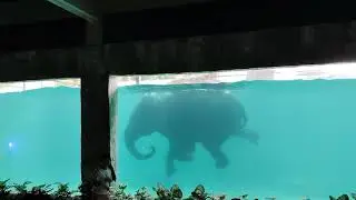 Watch the elephant showcase its aquatic skills