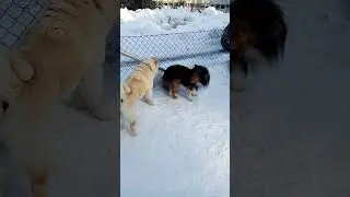 konsta koira puistossa nurkkaan ahdistettuna hd