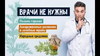 Полынь горькая | Лекарственные растения и лечебные травы | Народная медицина