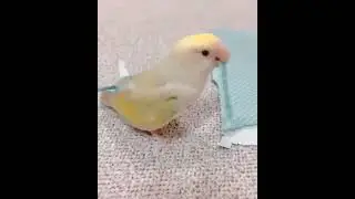 Some are born as a peacock, some become, cute Parrot