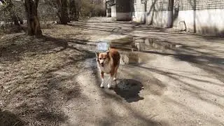 Белка моя собака