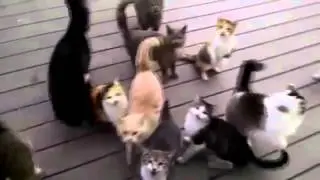 Дрессированные коты