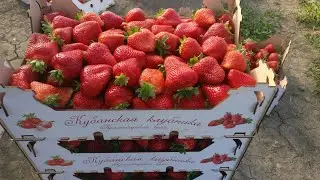 как собрать клубнику