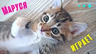 Котёнок играет и сражается с игрушками! Кошечка Маруся растёт и набирается опыта.
