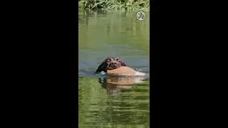 GSP Water Searching | Seek and Destroy 