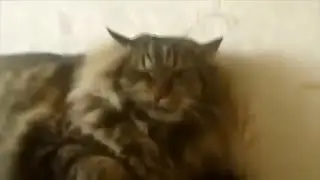 JOKES WITH CATS, DOGS AND OTHER ANIMALS