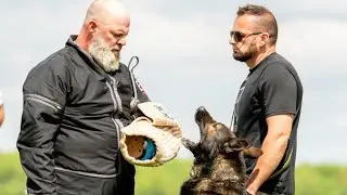 Shield K9 Protection Dog Sales