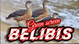 Green screen