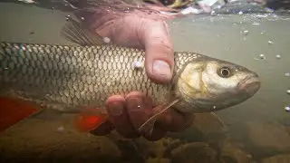 Złowiłem swój REKORD KLENIA tej rzeki NA SPINNING !!!