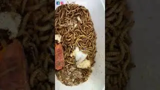 Mealworms | 