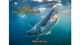Amazing Facts about Great White Shark 😱😲😳#facts #fish #youtube #generalscience