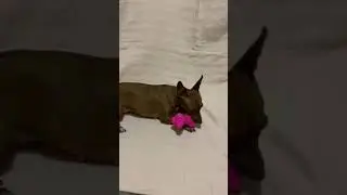 Hartz Dura Play Bacon Bone-product testing part 1