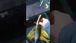 щука на Северском донце