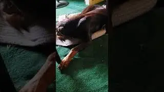 🐾Dog Tired of Trading🐕