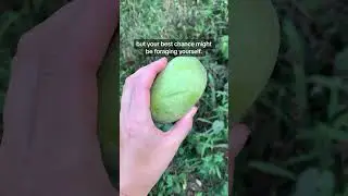 What is a Pawpaw? #fruit #pawpaw
