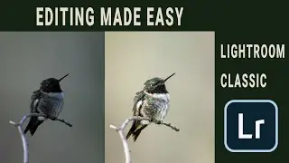 See What Magic Lightroom Can Do to Your Bird Photos!