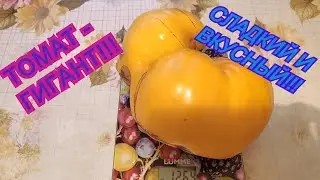 ТОМАТ - СУПЕР-ГИГАНТ!