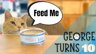 Cat eating wet food for the first time!