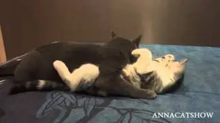 Прикол!Кошачья любовь