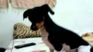 猛烈吸入鼻腔症狀&氣管塌陷？吉娃娃