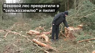 В Игумново массово рубят вековой лес