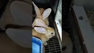 Бургунчики