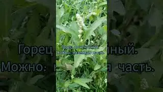 Трава для дегу. Часть 6.