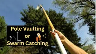 Vault to Honeybees!! Using a Pole Vault Pole to Catch a Swarm??