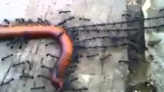 Муравьи и червяк