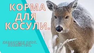 Корма для косули  Кабанское охот  хозяйство