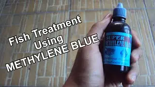 Fish Treatment - (Using Methylene Blue)